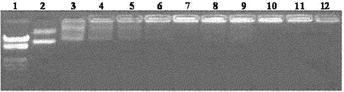 Preparation method and application of liposome-chitosan compound gene carrier