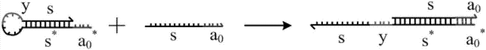 AND gate molecular circuit, NOT gate molecular circuit, XOR molecular circuit and half-subtracter molecular circuit based on DNA hairpin structure