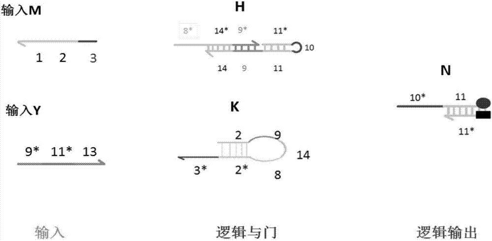 AND gate molecular circuit, NOT gate molecular circuit, XOR molecular circuit and half-subtracter molecular circuit based on DNA hairpin structure