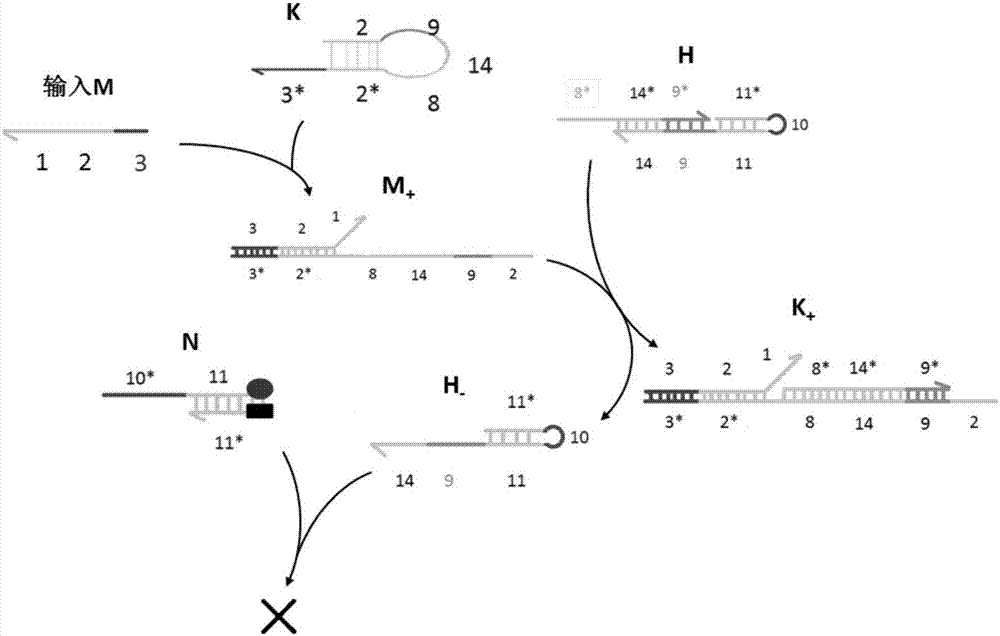 AND gate molecular circuit, NOT gate molecular circuit, XOR molecular circuit and half-subtracter molecular circuit based on DNA hairpin structure