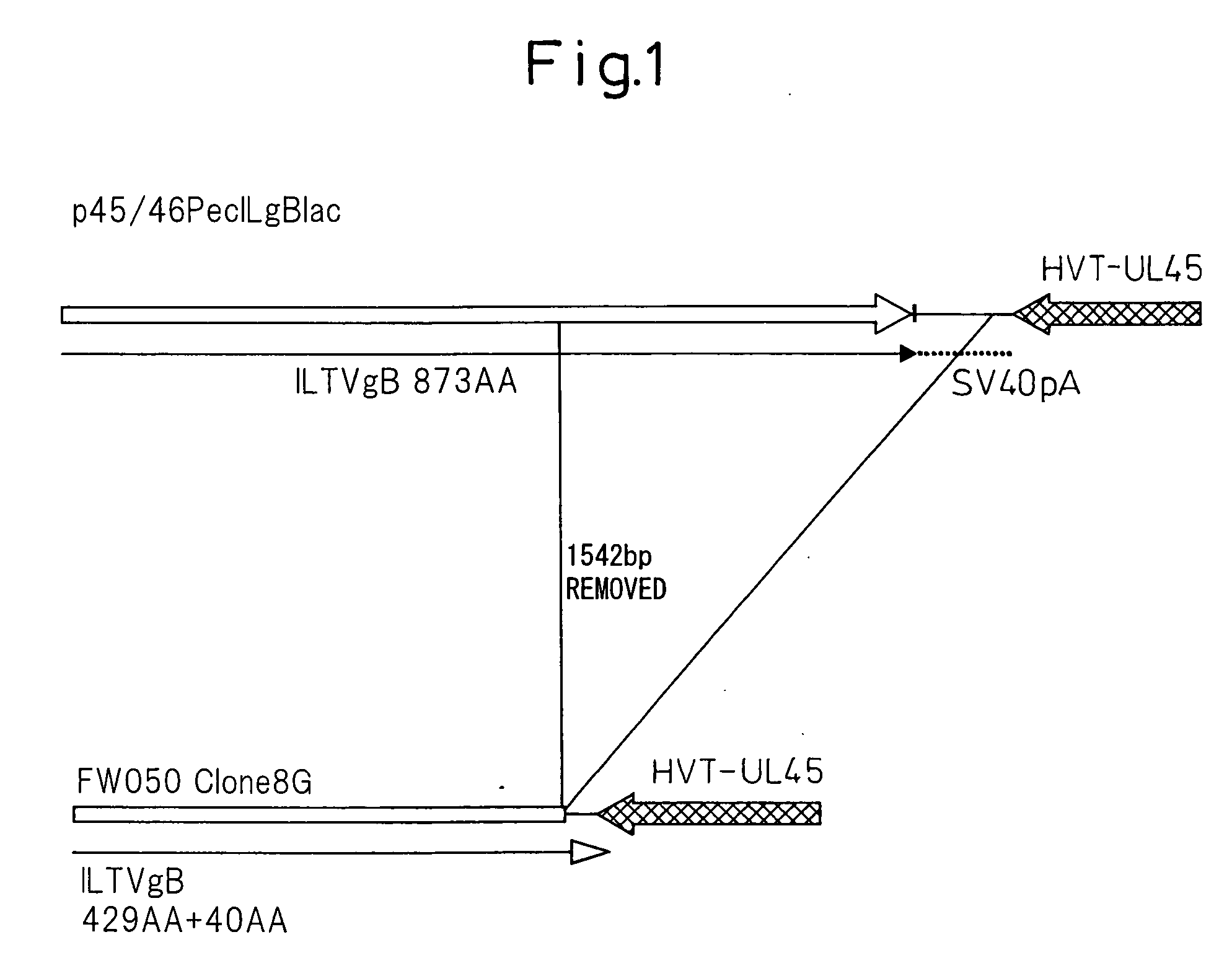 Recombinant Herpesvirus and Uses Thereof