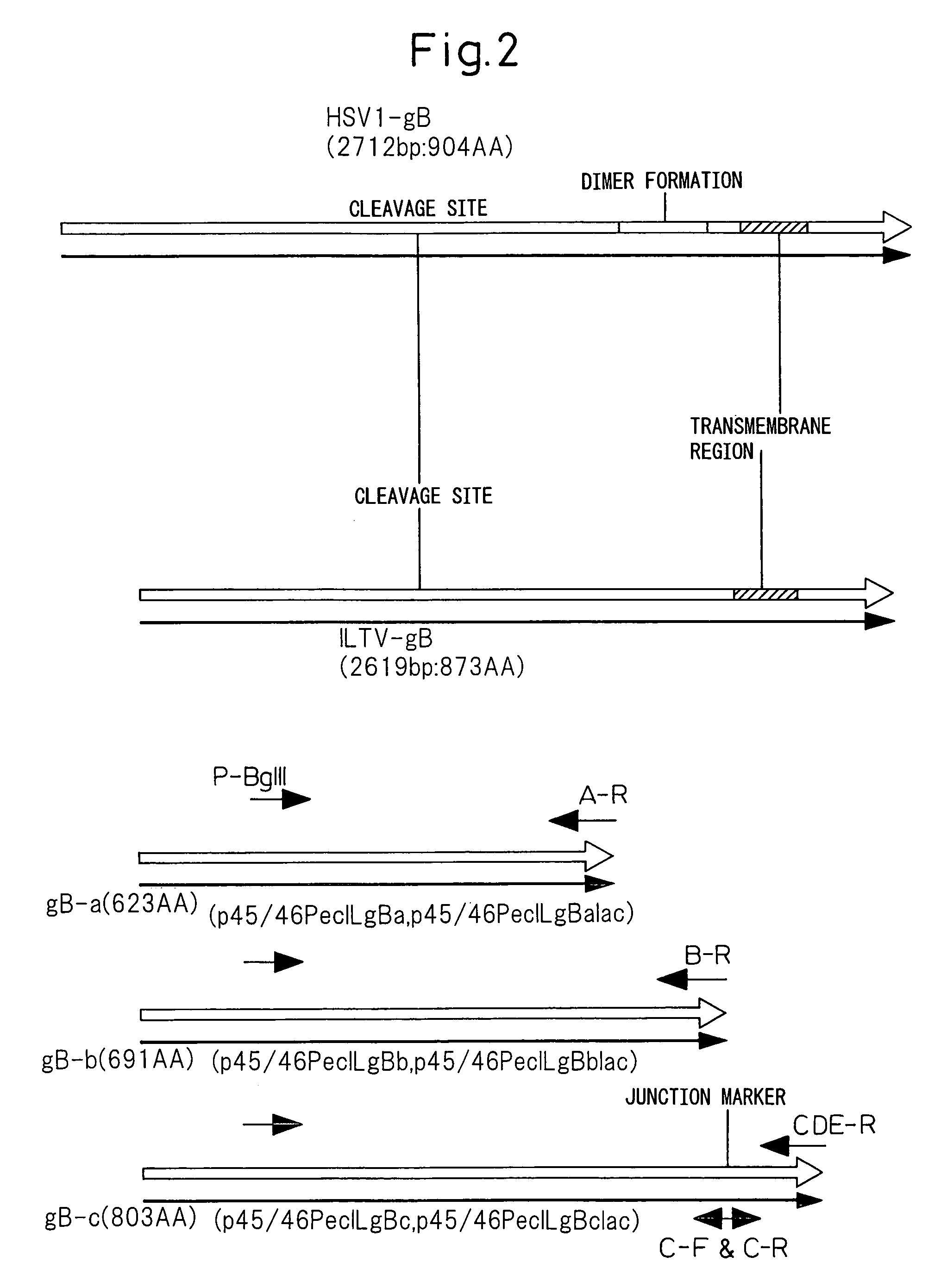 Recombinant Herpesvirus and Uses Thereof