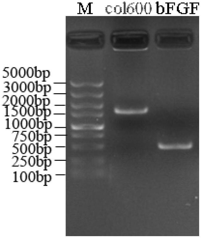 Gene recombinant human active basic fibroblast growth factor fusion protein, preparation method thereof and application thereof