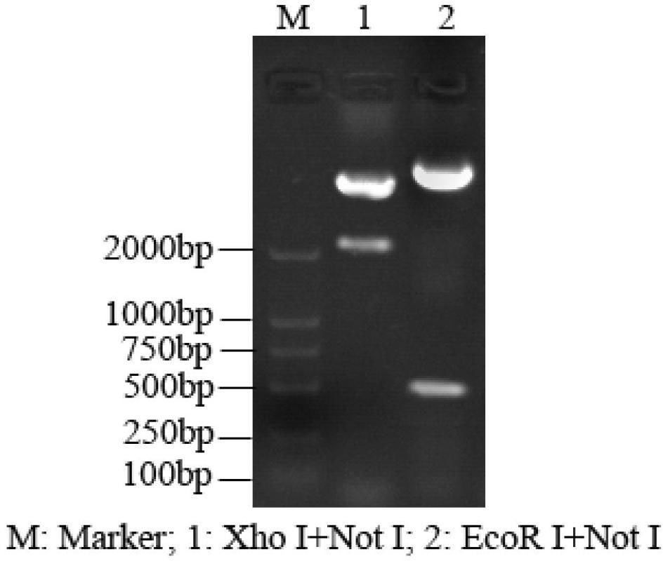 Gene recombinant human active basic fibroblast growth factor fusion protein, preparation method thereof and application thereof