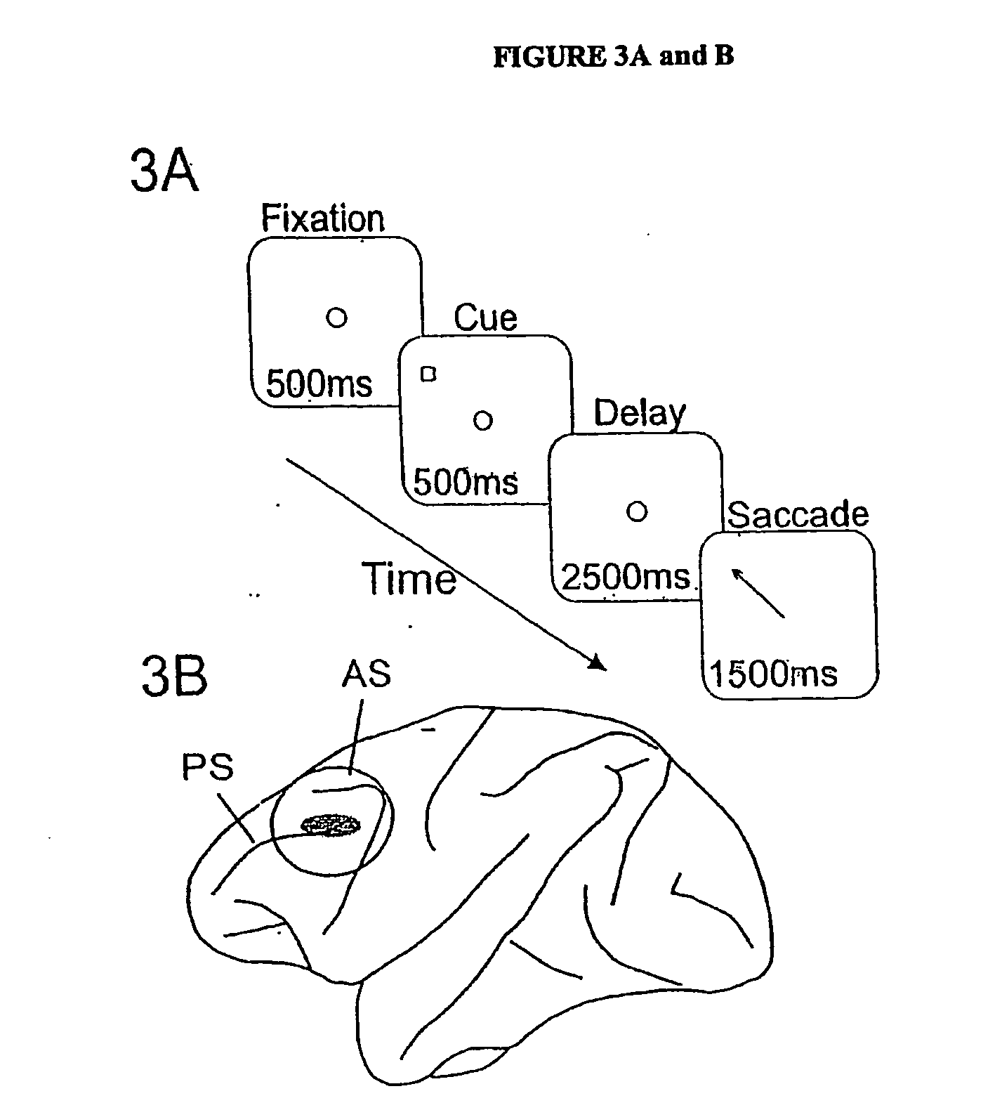 Compositions and Methods for Treating Cognitive Disorders