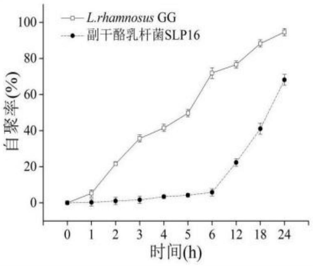 Lactobacillus paracasei SLP16 for producing polysaccharides, application of lactobacillus paracasei SLP16 and feed additive prepared from lactobacillus paracasei SLP16