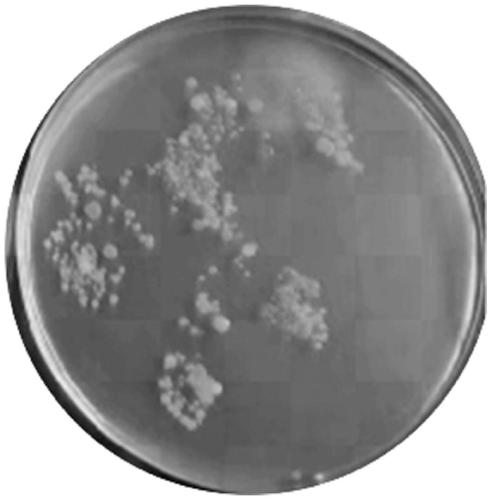 Method for preparing anti-pollution membrane by utilizing silicon dioxide nano material