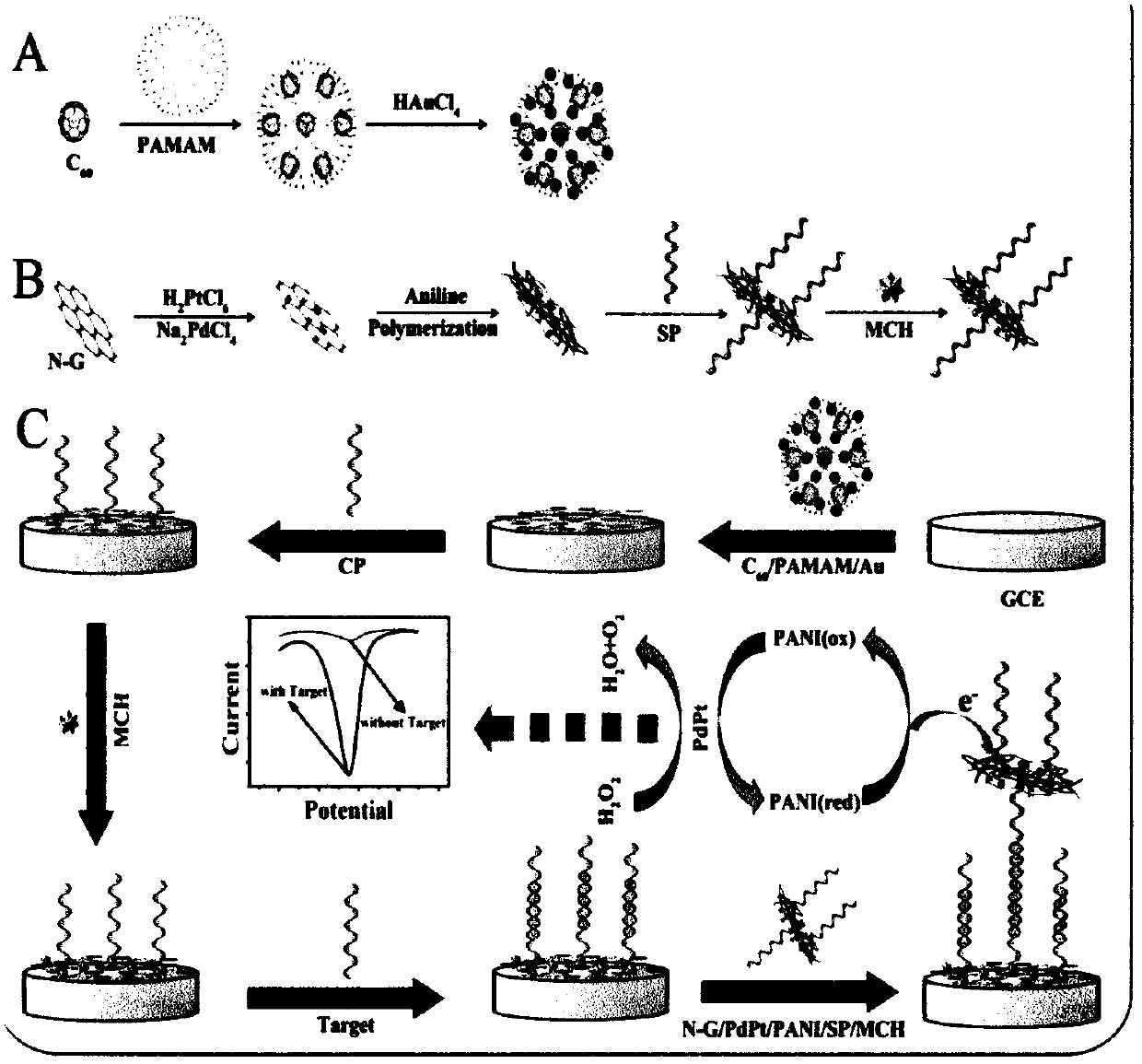 Preparation method of electrochemical DNA biosensor for detection of rs1801177