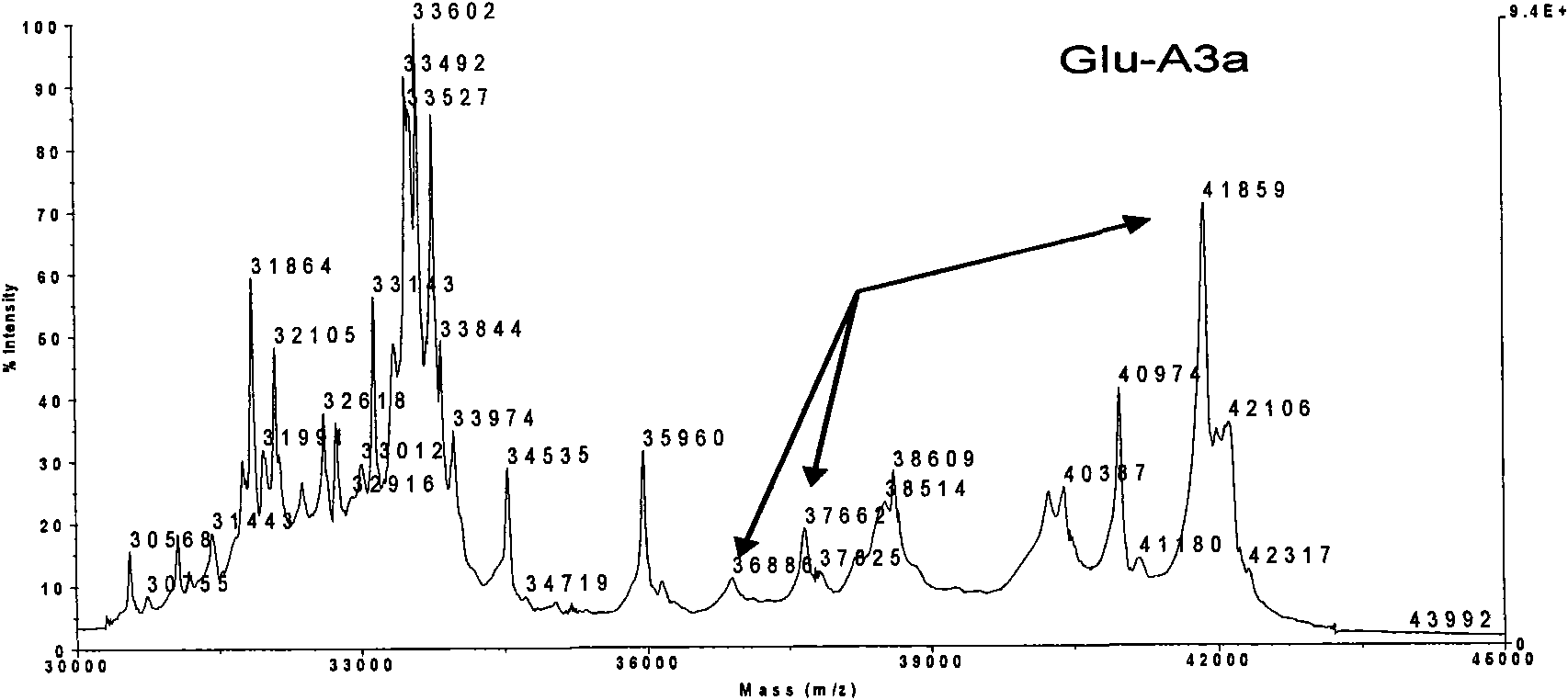 Mass spectrometry method for identifying low molecular weight glutenin subunit allelic variation