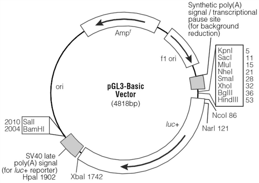 RCAN1.4 promoter fragment for cell hypoxia and HIF1alpha protein activity indicator and application of RCAN1.4 promoter fragment