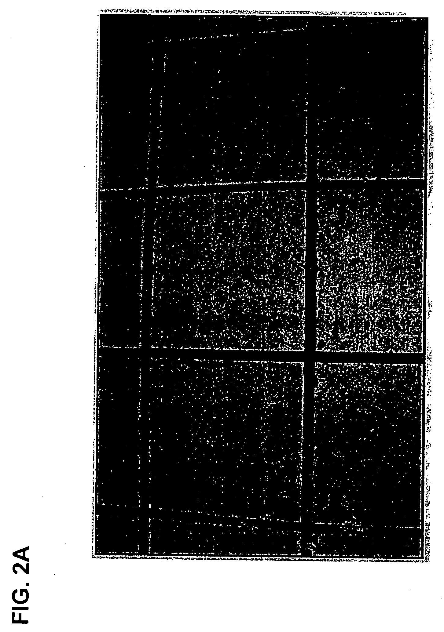 Stable compositions of spores, bacteria, and/or fungi