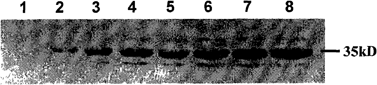 Amalgamation protein of human glucagons-like peptide-1 and uses thereof