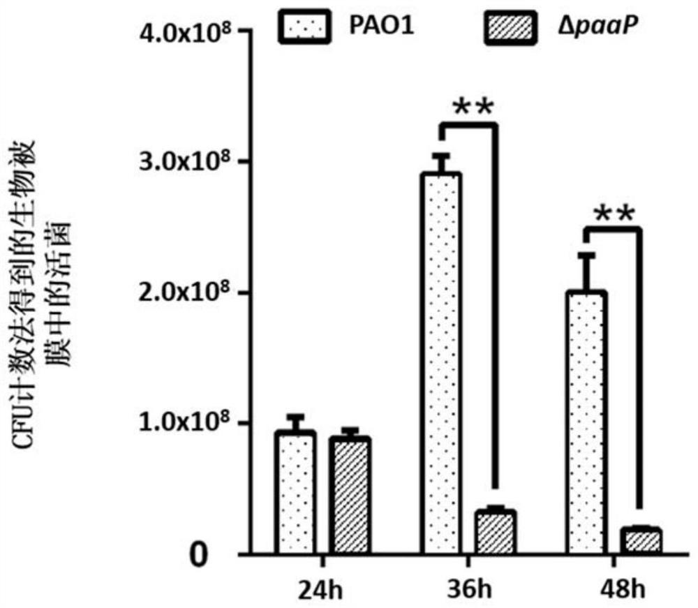 Application and method of pslg protein or its coding sequence in detecting the number of microorganisms