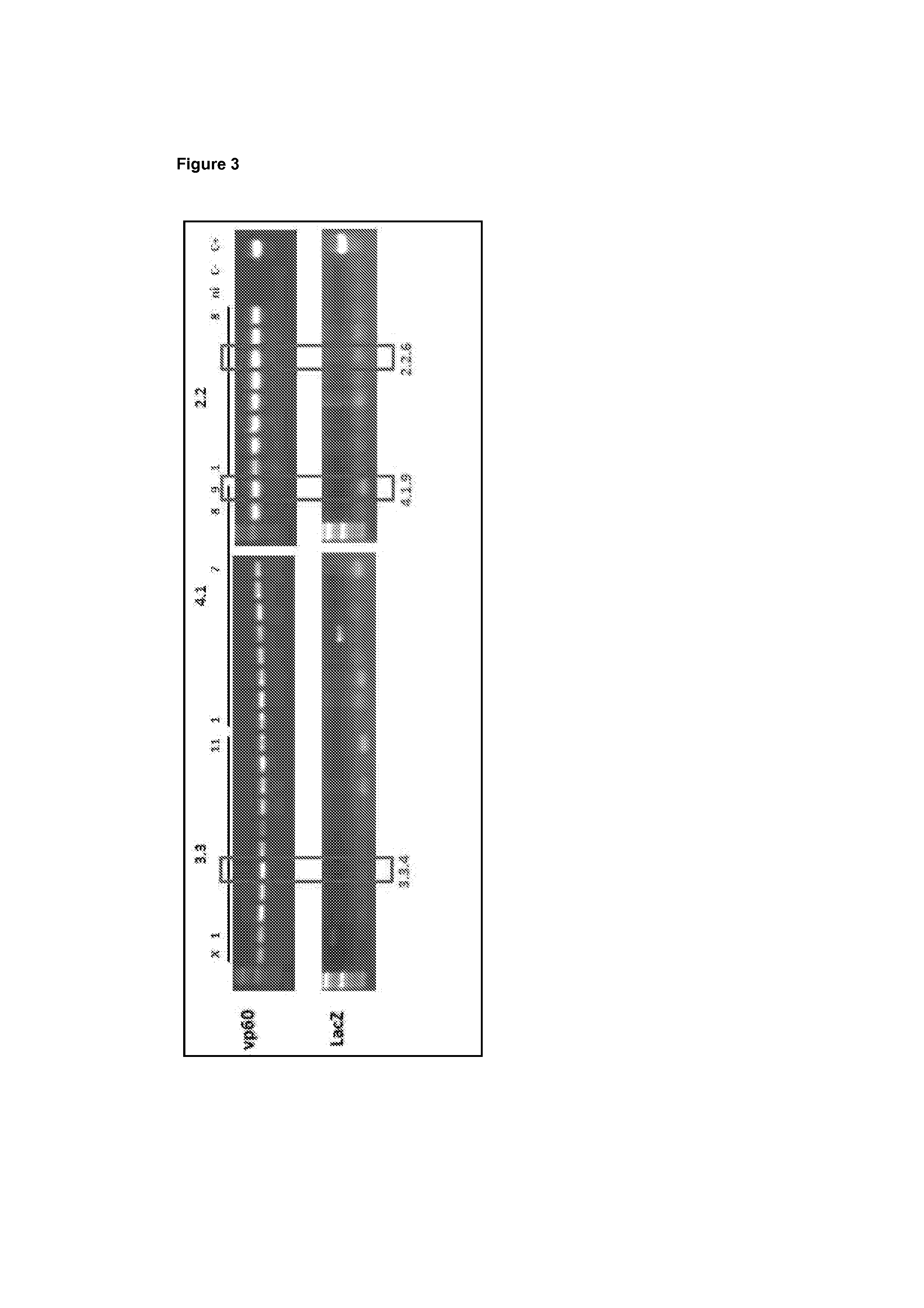 Parapoxvirus expressing the vp60 major capsid protein of the rabbit haemorrhagic disease virus