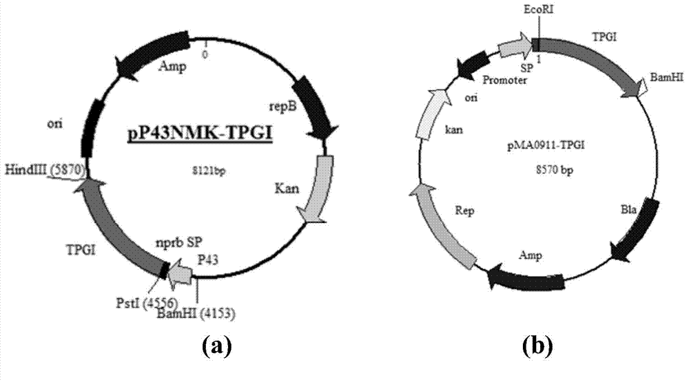 Glucose isomerase genes, encoding enzymes, vectors and engineering bacteria and application