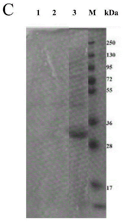 Kit and test strip for detecting sulfonamides and use thereof