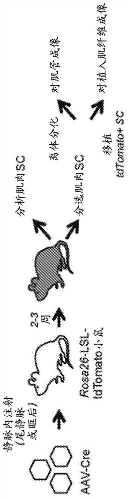 In situ gene editing