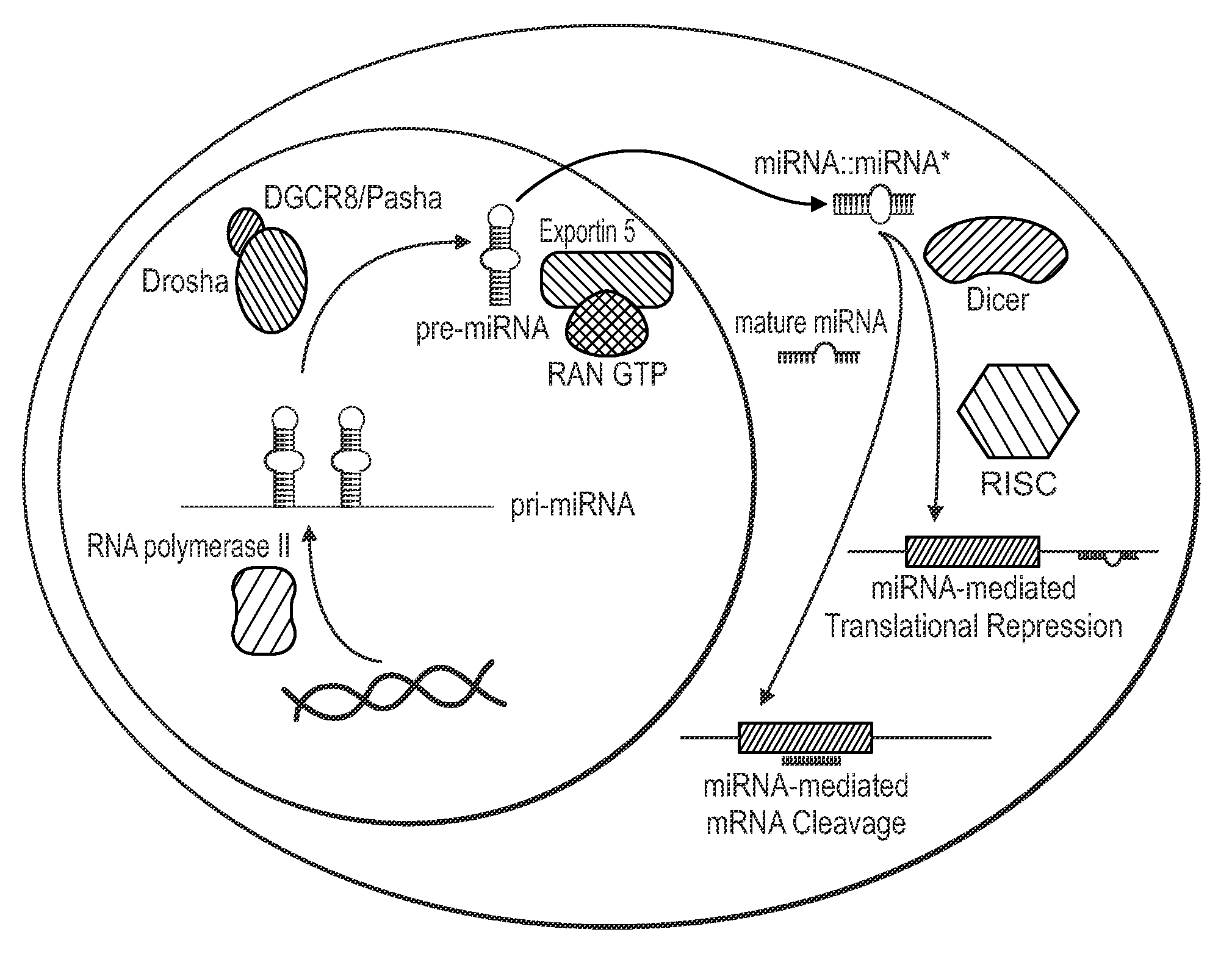 Single nucleotide polymorphisms in brca1 and cancer risk