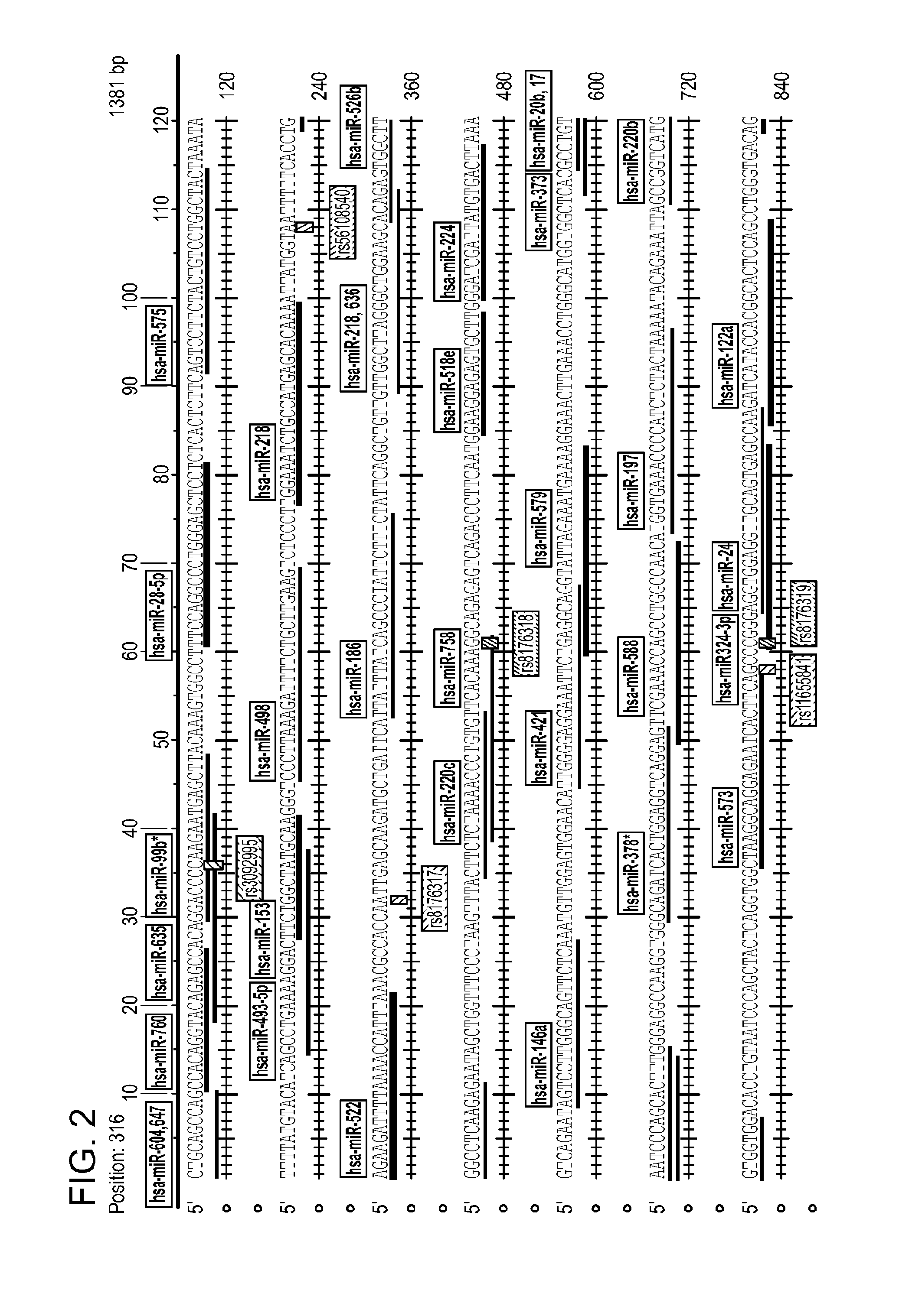 Single nucleotide polymorphisms in brca1 and cancer risk