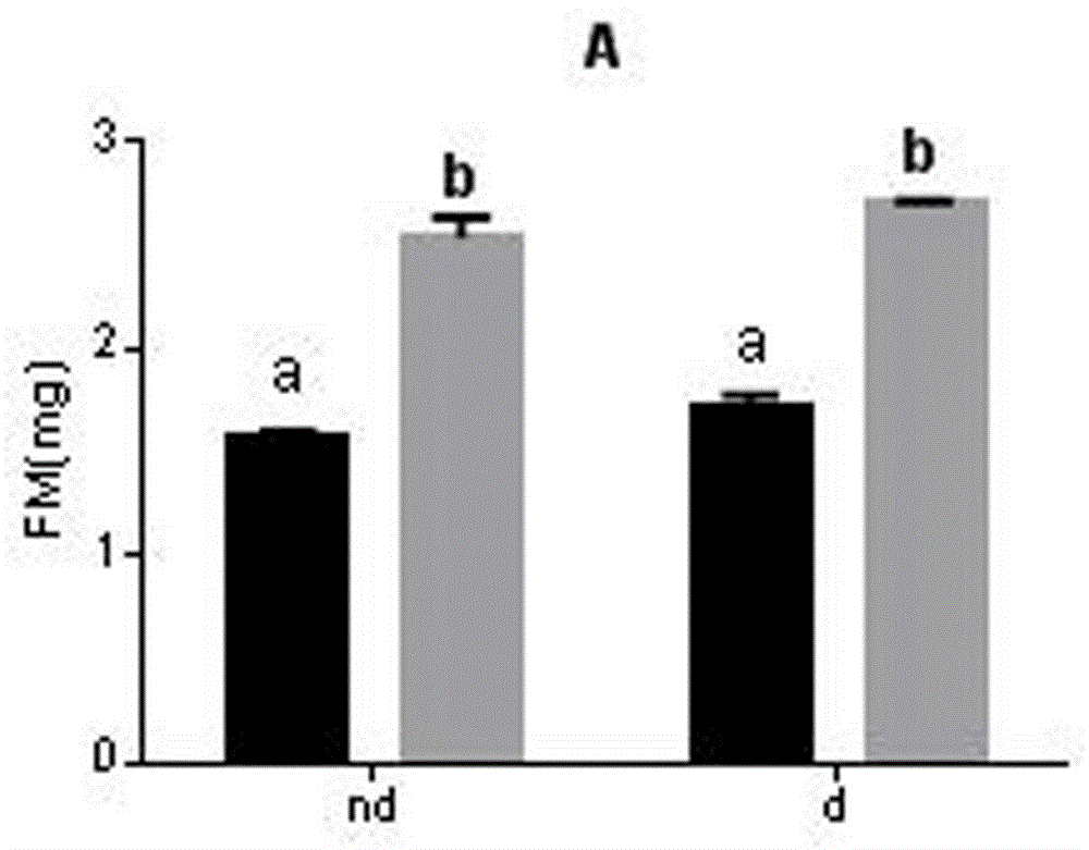 Method for improving cold resistance of nasonia vitripennis