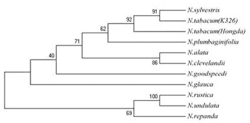 Method for quickly identifying 11 tobacco types by utilizing RGP-3 specific molecular marker