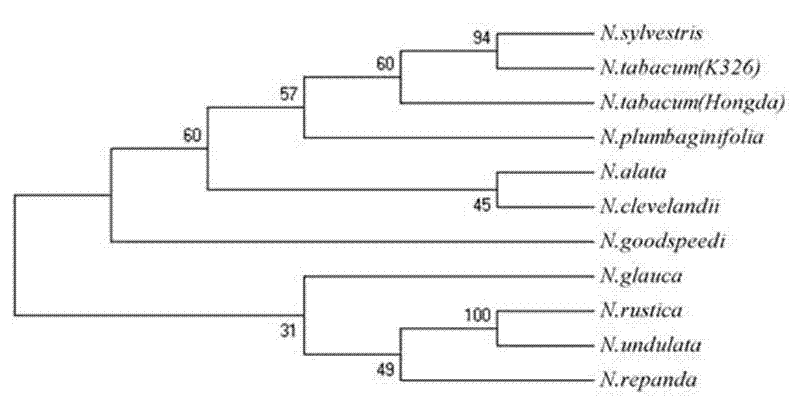 Method for quickly identifying 11 tobacco types by utilizing RGP-3 specific molecular marker