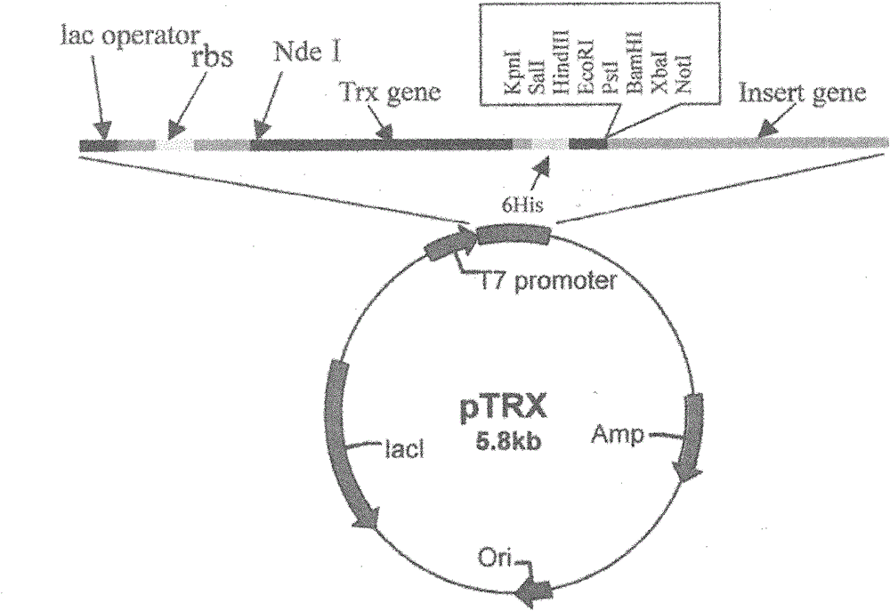 Preparation and application of conotoxin striatus S21a in South China Sea