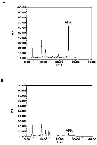 Escherichia coli CG1061 for effectively degrading aflatoxin B1