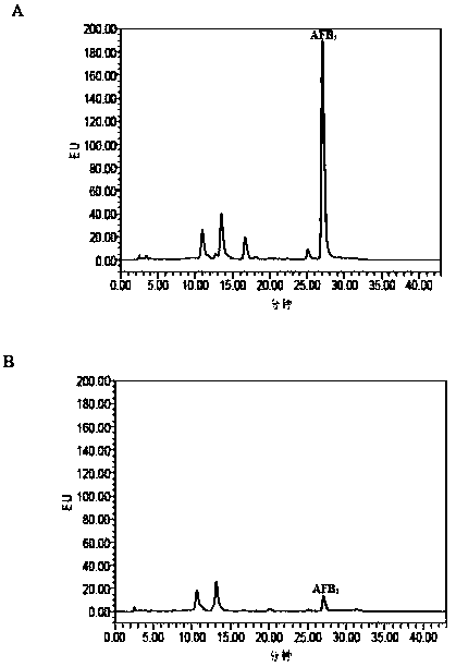 Escherichia coli CG1061 for effectively degrading aflatoxin B1