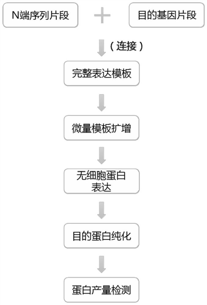 Protein synthesis screening method