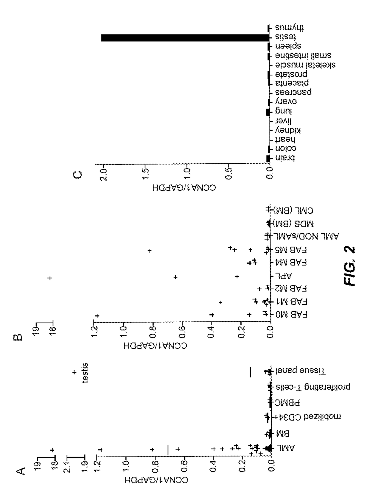 Cyclin A1-targeted T-cell immunotherapy for cancer