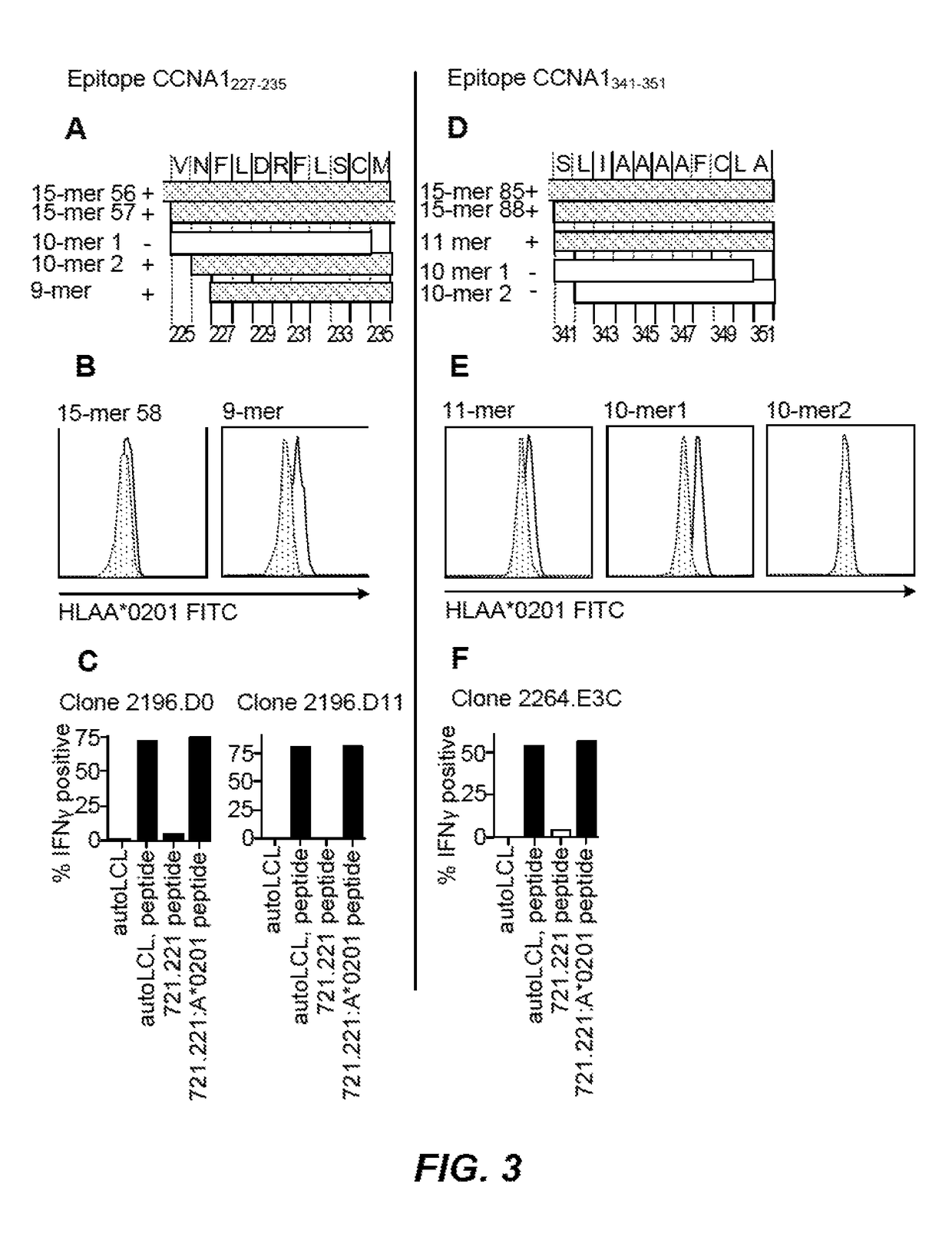 Cyclin A1-targeted T-cell immunotherapy for cancer