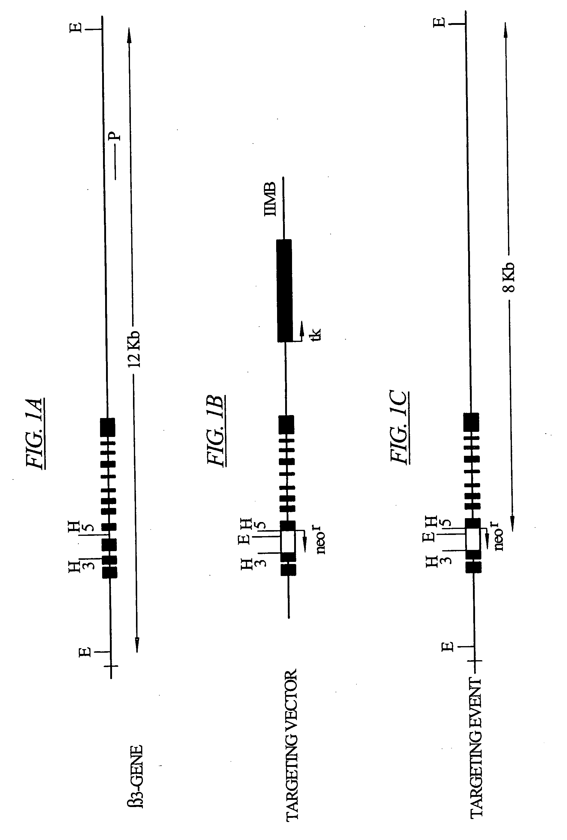 Inhibition of the beta3 subunit of L-type Ca2+ channels