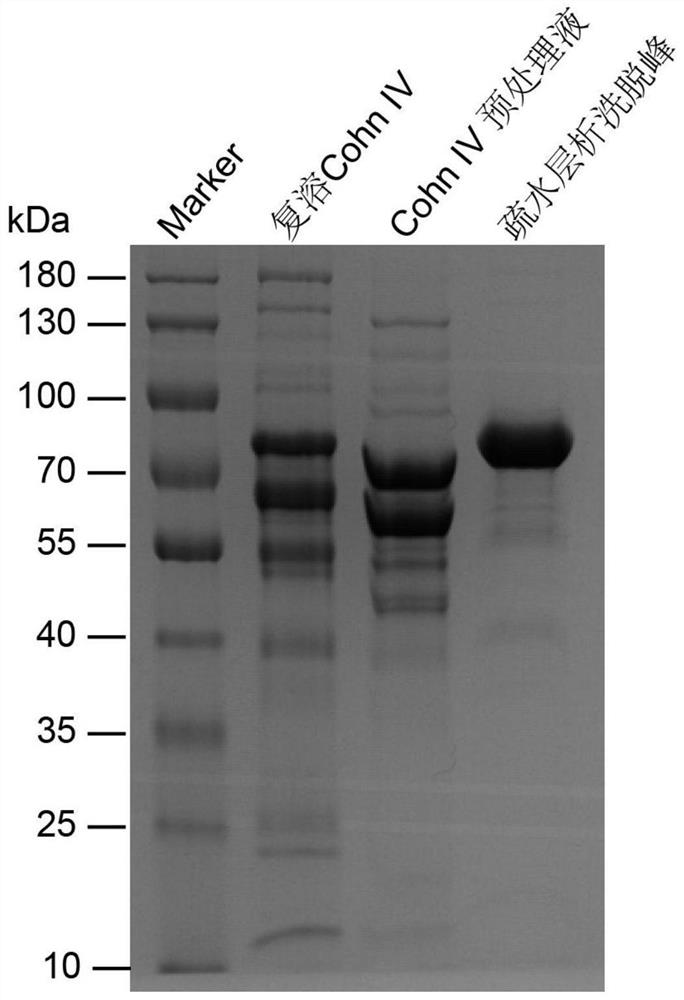 Preparation method of transferrin, transferrin-containing composition and application