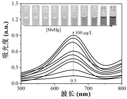 Method for detecting methyl mercury based on gold nano-enzyme peroxidase