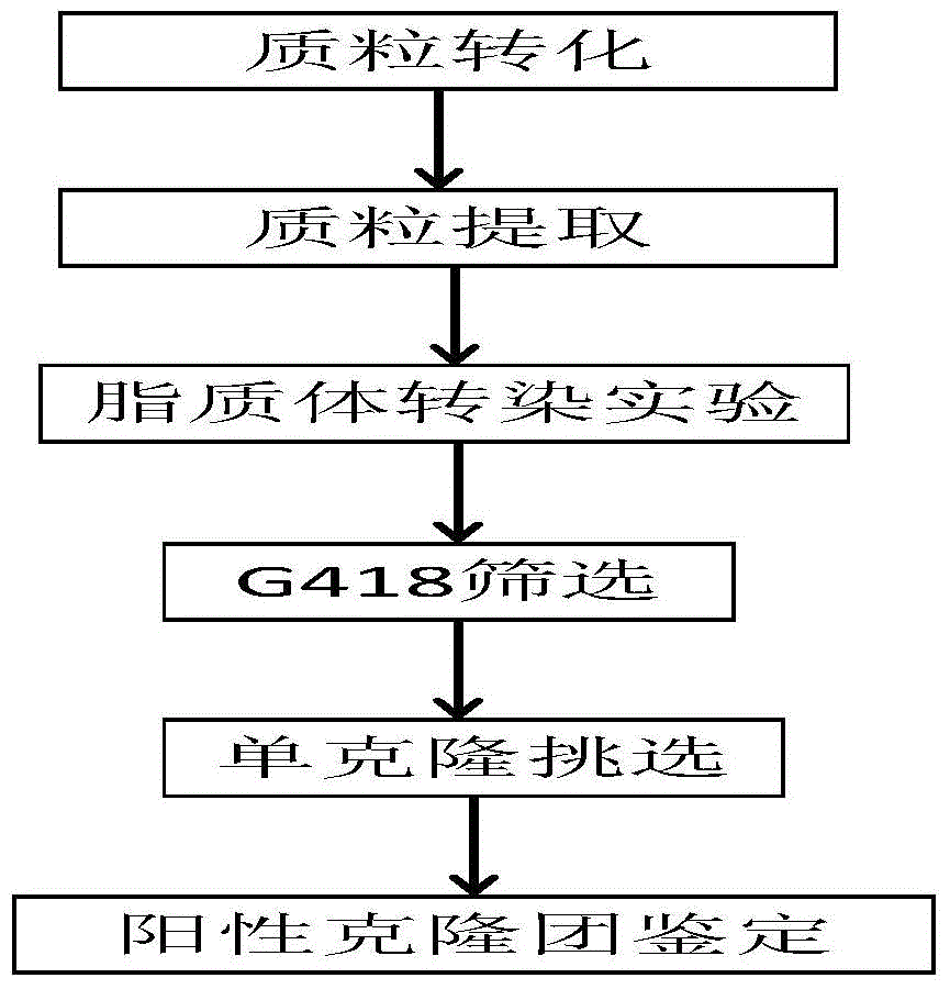 Method for detecting CHO cell proliferation by using optical analysis and application thereof