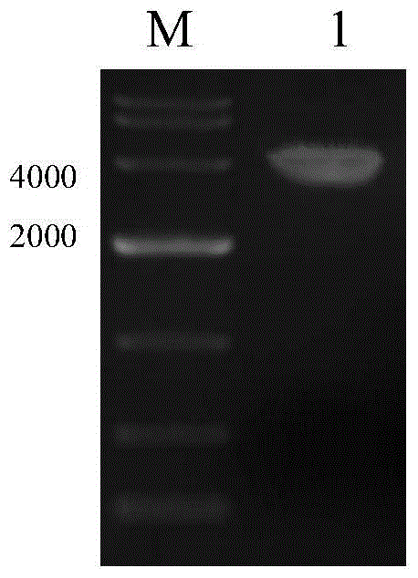 Method for detecting CHO cell proliferation by using optical analysis and application thereof