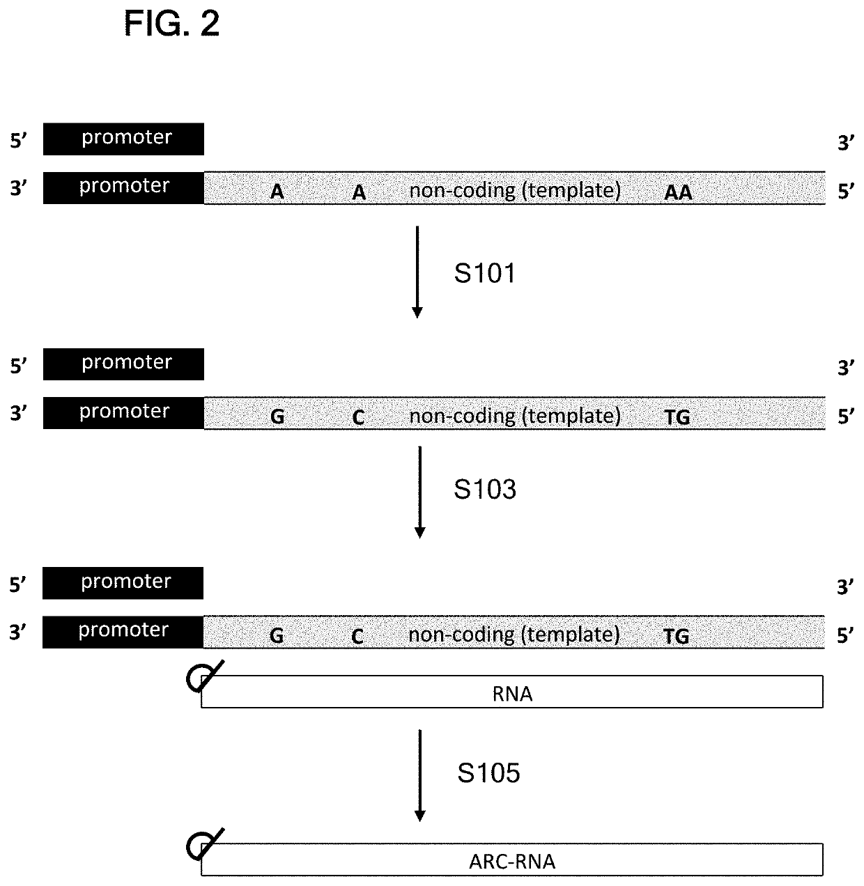 Translatable molecules and synthesis thereof