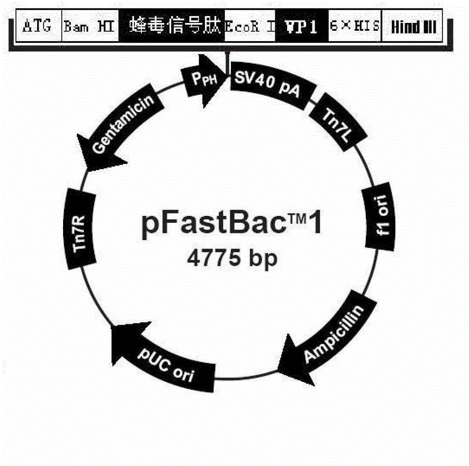 Swine vesicular disease virus viral protein 1 (VP1) protein secretion expression recombinant plasmid and application thereof