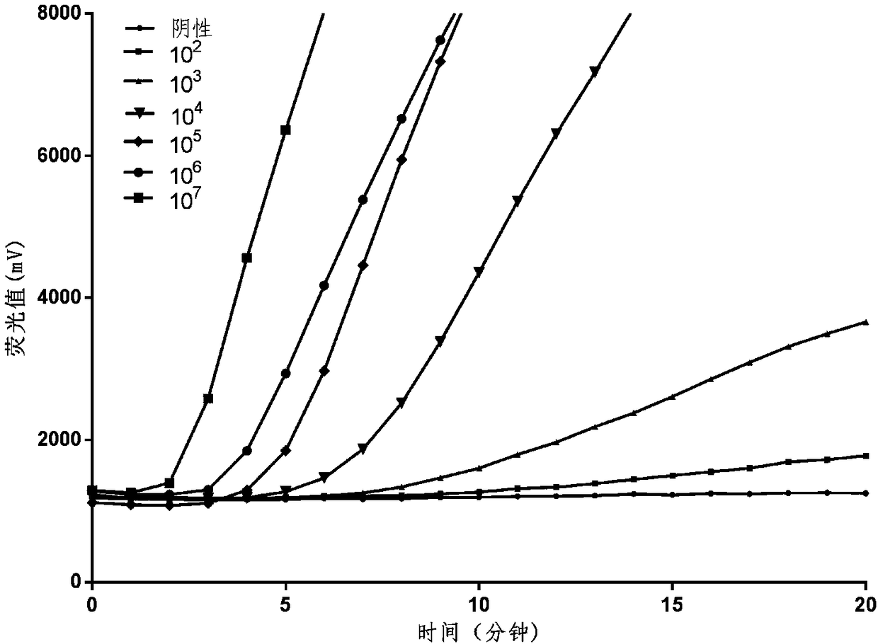 Primer and probe group and kit for detecting hemolytic streptococcus through RAA fluorescence method