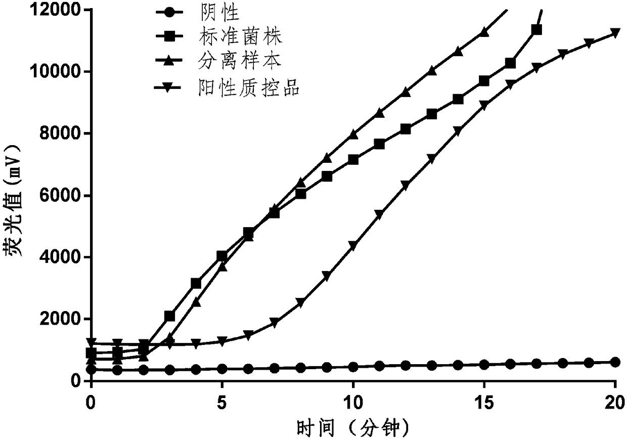 Primer and probe group and kit for detecting hemolytic streptococcus through RAA fluorescence method