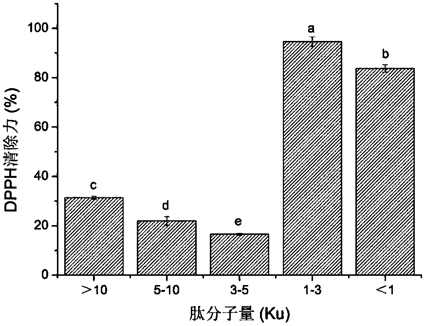 Preparation method and application of drone pupa small-molecular antioxidant peptide