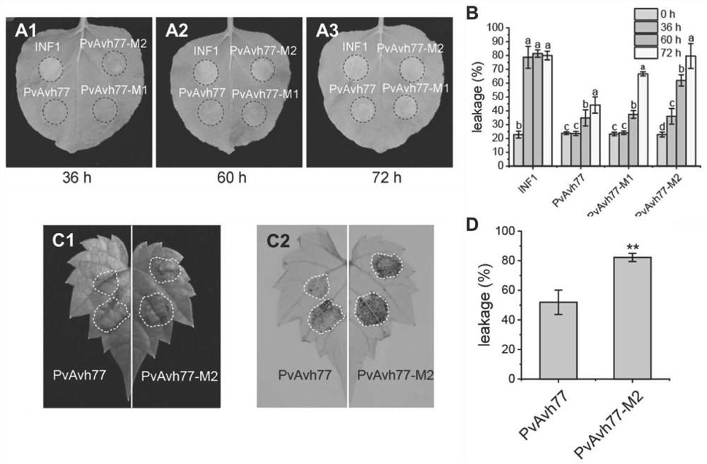 Plant immune activator protein secreted by plasmopara viticola, primer and application