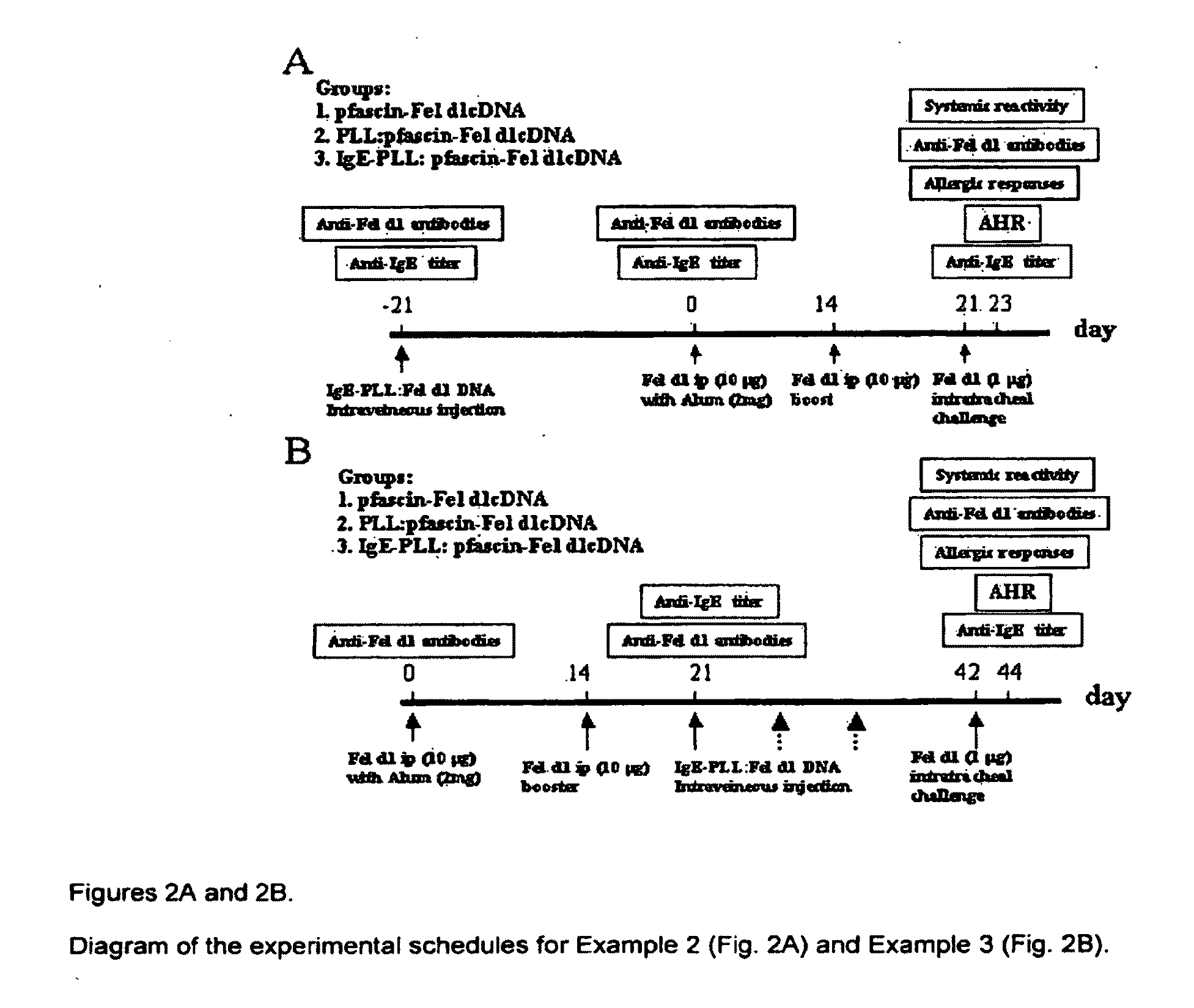 Ige directed DNA vaccination