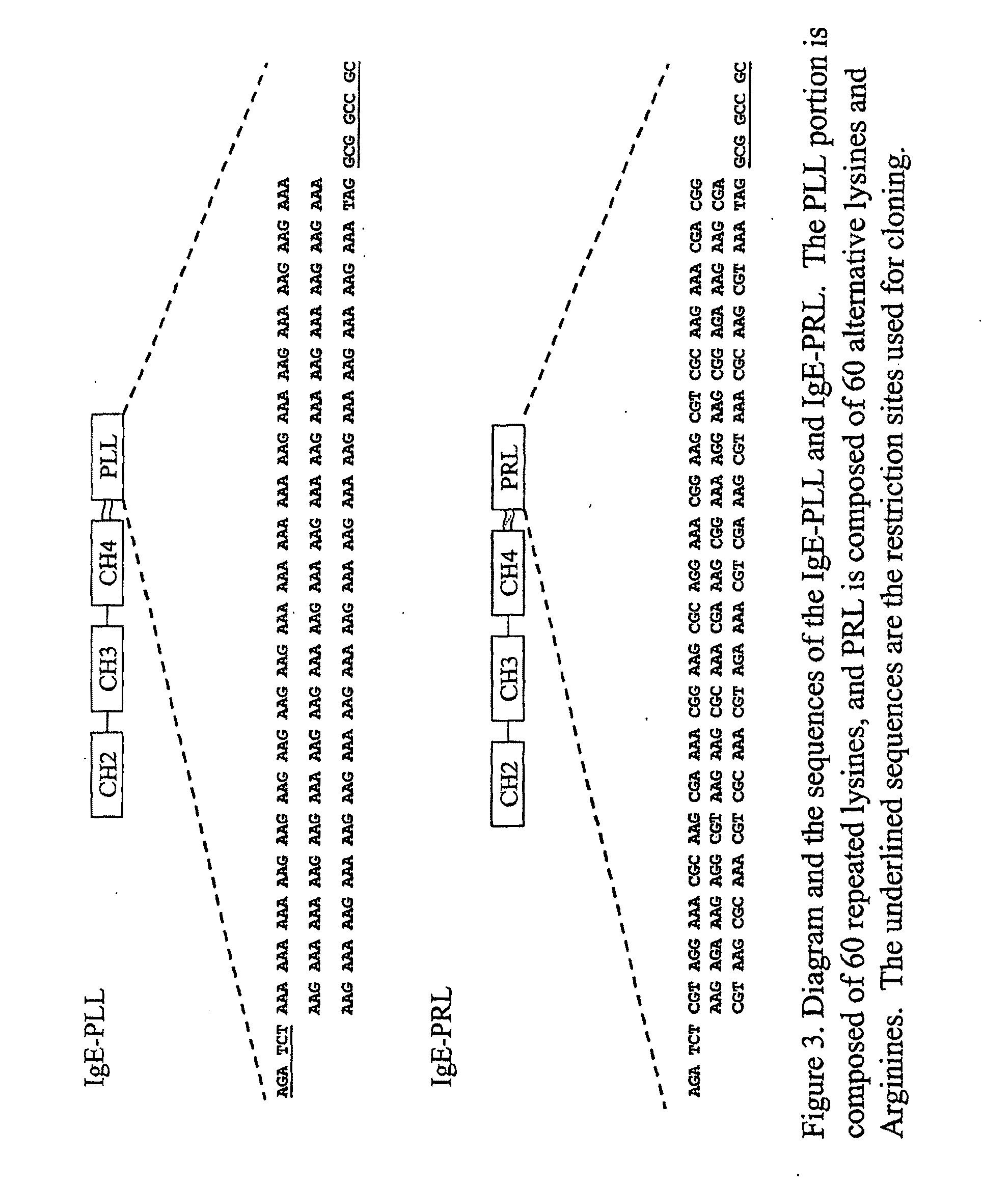 Ige directed DNA vaccination