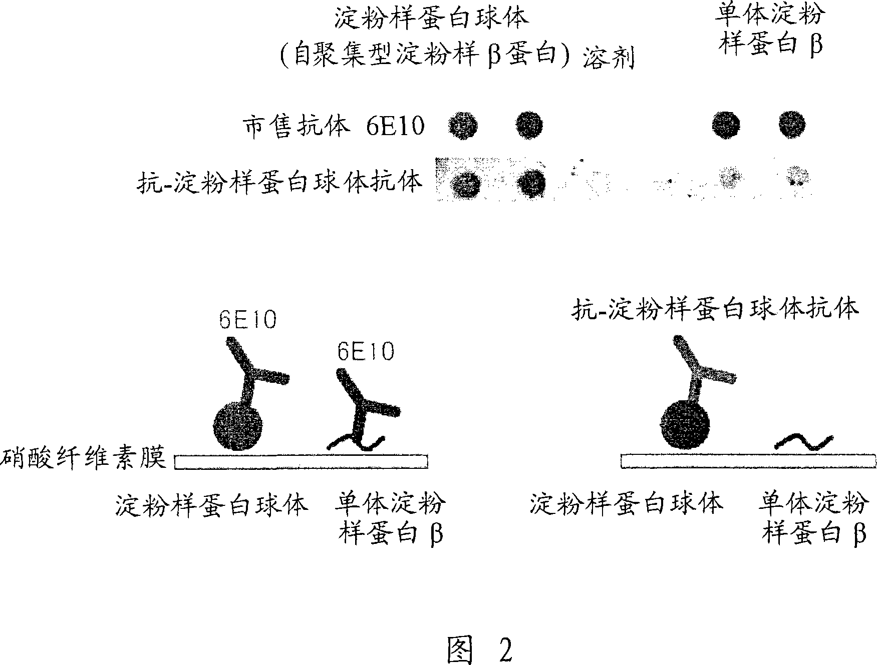 Antibody and utilization of the same