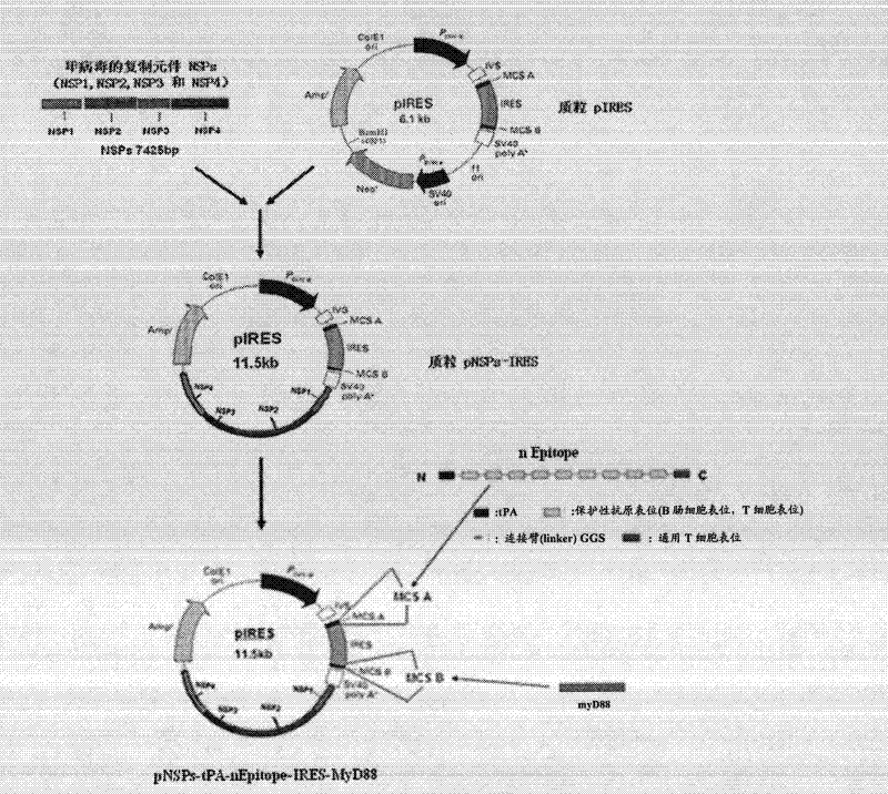 Helicobacter pylori antigenic peptide and its application