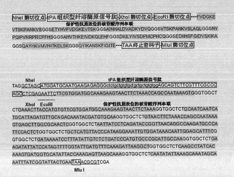 Helicobacter pylori antigenic peptide and its application