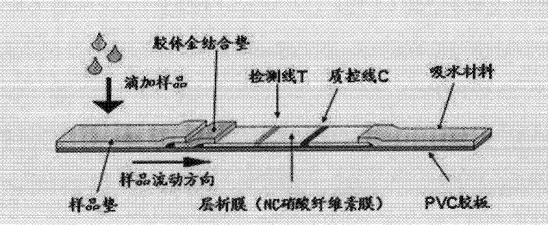 Helicobacter pylori antigenic peptide and its application