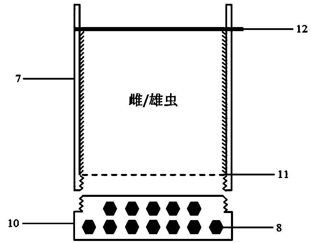 Lasioderma serricorne feeding separation device and female and male adult separation method using same